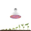 Lampara Luz Led Crecimiento 30 W Cultivo Plantas Indoor (200 LED) Lampara Luz Led Crecimiento 30 W Cultivo Plantas Indoor (200 LED)